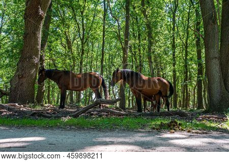 Horses Having A Rest Under The Shadow Of Trees At The Veluwe Nature Reserve, The Netherlands