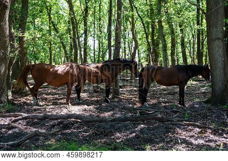 Horses Having A Rest Under The Shadow Of Trees At The Veluwe Nature Reserve, The Netherlands