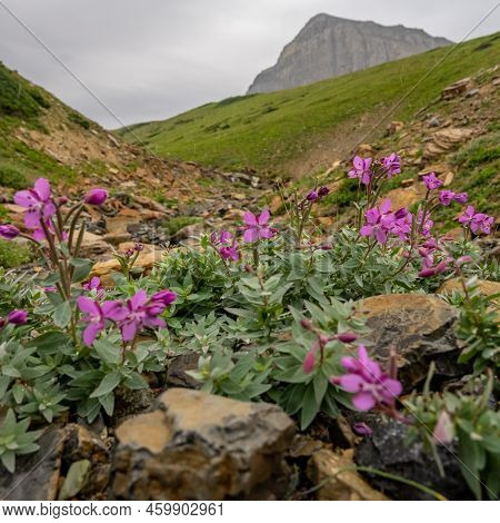 Lewis Monkeyflower Blooms Below Piegan Pass In Glacier National Park