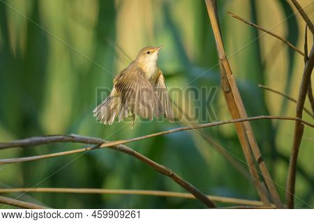 A Eurasian Reed Warbler Taking Off, Sunny Morning In Springtime