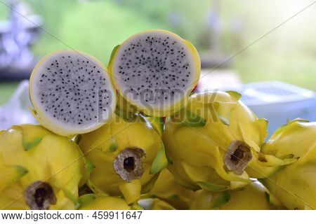 Yellow Dragon Fruit Healthy Weight Loss Fruit. It Is A Plant In Family As Cactus. Or Food For Pay Re
