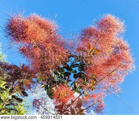 Smokebush, Cotinus Coggygria Or Royal Purple Smokebush, Sunny Summer Day With Blue Sky Background