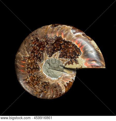Ammonite Fossil Shell Isolated On Black Background.