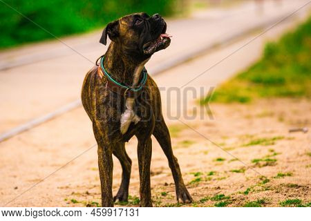 Das Hundeleben ist schon nicht leicht oder