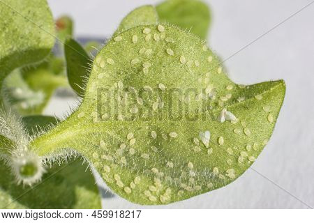 Whiteflies (aleyrodidae)  Parasites Colony  That Typically Feed On The Undersides Of Plant Leaves.