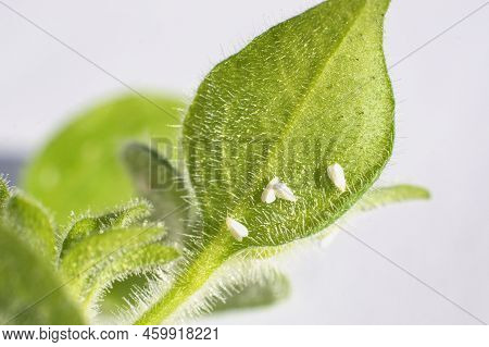 Whiteflies (aleyrodidae)  Parasites Colony  That Typically Feed On The Undersides Of Plant Leaves.