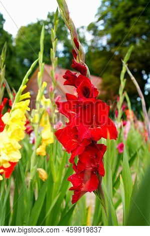 Gladiolus, Sword-lily, Purple And Yellow Gladiolus Bloom In The Garden.