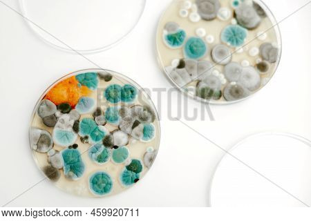 Mold Samples On White Background. A Petri Dish With Colonies Of Microorganisms For Bacteriological A
