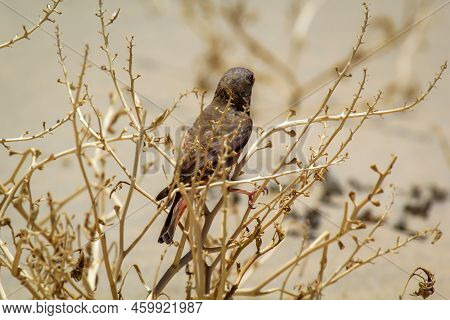 A Desert Bullfinch Or Desert Trumpeter, Bucanetes Githagineus In Search Of Grub.