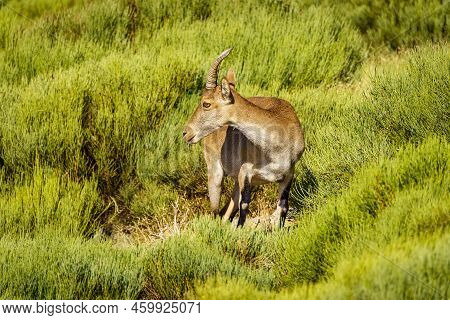 Hispanic Goat Grazing In A Green Meadow Full Of Plants In The High Mountain Of Guadarrama, Spain.
