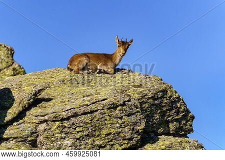 Little Hispanic Goat Resting On Top Of A Large Rock On A Sunny Day In The Sierra De Guadarrama, Spai