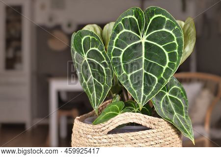 Beautiful Leaves With White Lace Pattern Veins Of Exotic 'anthurium Clarinervium' (botanic Name) Hou
