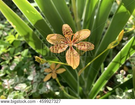 Blooming Chinese Belamkanda, Chinese Ixia, Leopard Lily (lat.- Belamcanda Chinensis)