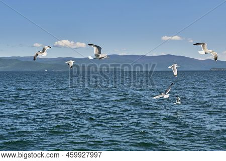 Baikal Gulls Flying Over Water. Chivyrkuisky Bay Of Lake Baikal, Russia. Copy Space