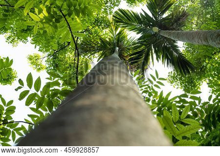 Betel Nut, Mahogany Tree Bottom Picture Also Called Up Side Down
