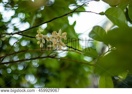Citrus Paradisi, Aliaspomelo, Or Grapefruit Blossom Buds Are Collected From The Grapefruit Trees, Be