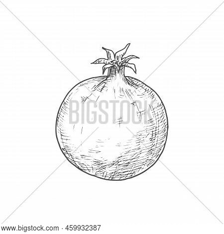 Pomegranate Isolated Sketch Fruit. Vector Forbidden Fruit In The Garden Of Eden, Symbolizes Fruitful