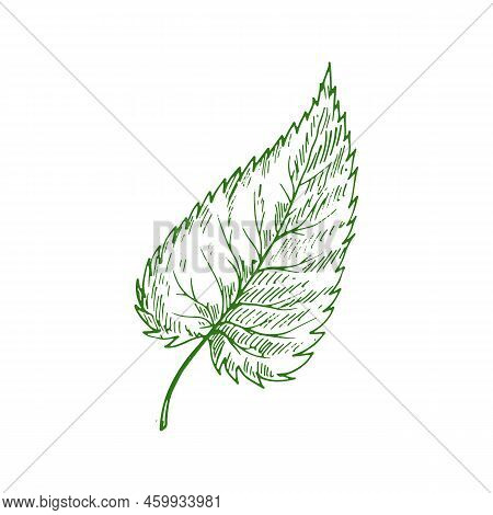 Elm Leaf Isolated Outline Sketch. Vector Green Foliage Of Ulmus Plant, Aspen Or Alder, Hornbeam Leaf