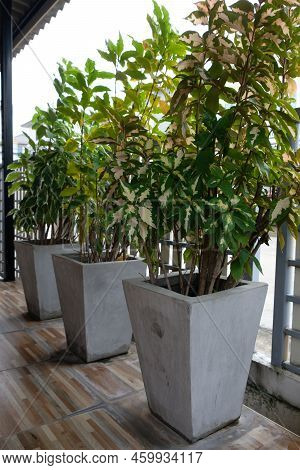 The Caricature Plant In The Concrete Pot Row Is Decorated Near The Terrace Of The Urban House, Front