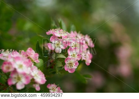 Pink Flowering Single Seeded Hawthorn, Crataegus Monogyna During Flowering In Spring In A Park