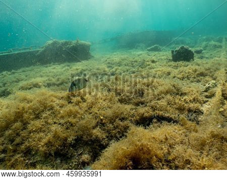 Seagrass At A Sandy Beach. Sun Rays Penetrate Turquoise Water In The Background