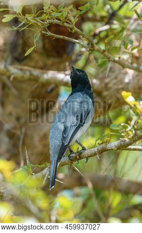 Male Black-headed Cuckooshrike Bird Perch In A Shrub Branch Close-up Shot.