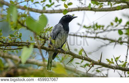 Black-headed Cuckooshrike (coracina Melanoptera) Male Bird Resting In The Shade Of A Thorny Shrub Tr