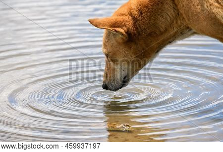 Thirsty Dog Drinking Water From The Lake Shore Close-up Photo, Rippling Water Surface.
