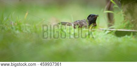 Red-vented Bulbul Bird On The Ground Searching For Food.