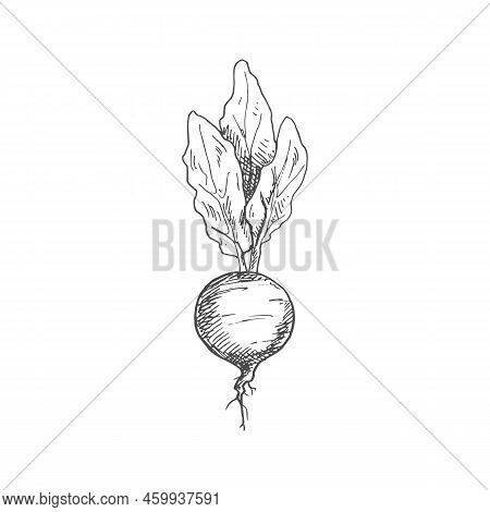 Beetroot Food Ingredient Isolated Sketch. Vector Vegetable, Whole Monochrome Beet Root