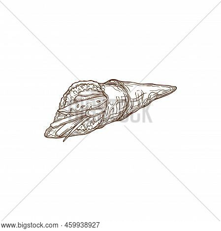 Temaki Sushi Roll, Japanese Food Cuisine Sketch Icon For Restaurant Menu, Vector. Temaki Sushi Roll 