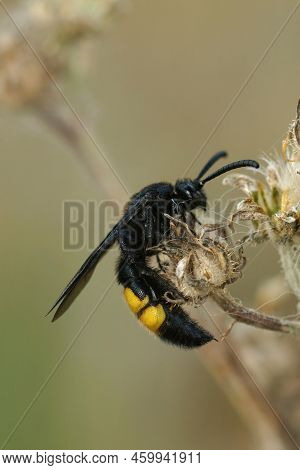 Detailed Vertical Closeup On A Harmless Mediterranean Scollid Wasp , Scolia Hirta In The Vegetation
