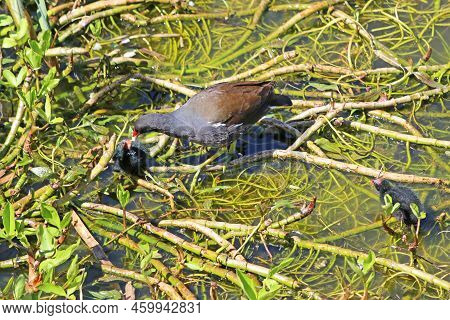 Moorhen Feeding Her Chicks Standing On Waterweed