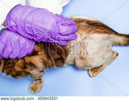 A Female Veterinarian Holds A Bengal Cat By The Scruff Of The Neck And Examines It. A Pet With Alope