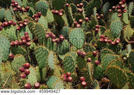 Cactus Field. Prickly Pear (opuntia Ficus - Indica) With Purple Ripe Fruits. Mission Cactus, Indian 