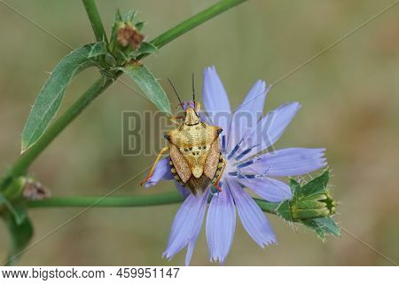 Natural Closeup On A Colorful Mediterranean Shieldbug, Carpocoris Mediterraneus Atlanticus