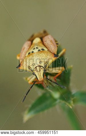 Vertical Detailed Closeup On A Colorful Mediterranean Shieldbug, Carpocoris Mediterraneus Atlanticus
