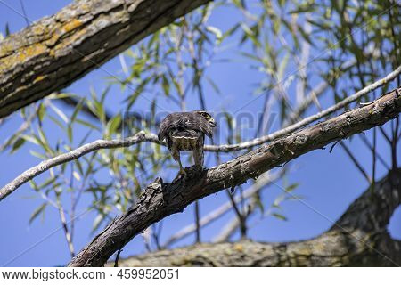 The Merlin (falco Columbarius), Juvenile Bird.  Is A Small Species Of Falcon. Natural Scene From Wis