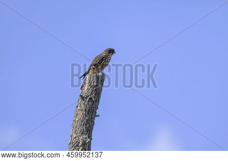 The Merlin (falco Columbarius), Juvenile Bird.  Is A Small Species Of Falcon. Natural Scene From Wis