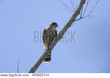 The Merlin (falco Columbarius), Juvenile Bird.  Is A Small Species Of Falcon. Natural Scene From Wis