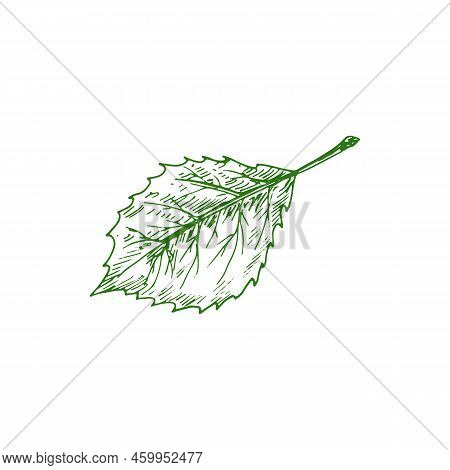 Elm Or Hornbeam Leaf Isolated Plant Sketch. Vector Carpinus Birch Leafage, Hand Drawn Ulmus