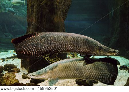 Arapaima Fish. Pirarucu (arapaima Gigas). Pair Fishes Swims In Water.