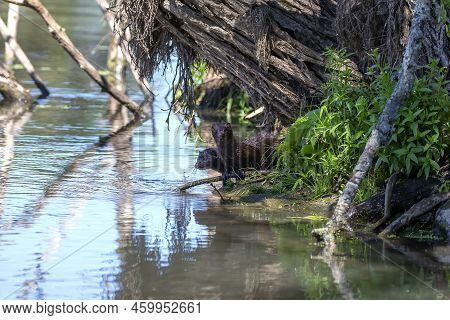 The American Mink (neogale Vison) On The Hunt