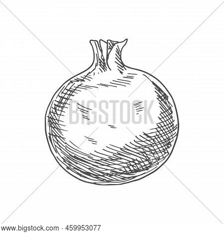 Pomegranate Isolated Sketch Fruit. Vector Forbidden Fruit In The Garden Of Eden, Symbolizes Fruitful