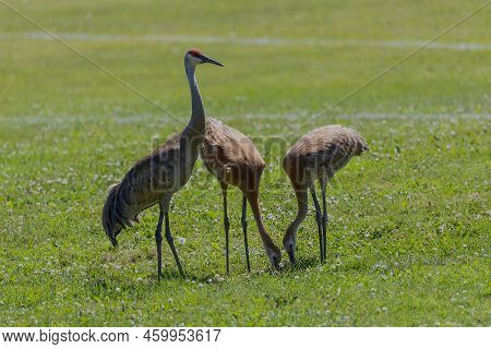 The Sandhill Crane (antigone Canadensis) With Young On The Meadow