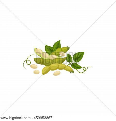 Edamame Soy Beans With Pods And Leaves Isolated. Vector Soybean Green Plant