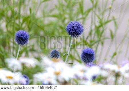 The Globe Blue Thistle (echinops Ritro) Native Plant Europe And Asia. They Have Spiny Foliage And Pr