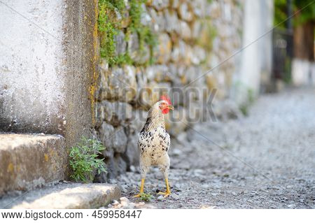 Funny Chiken On The Street Near Farm. Floor Cage Free Chickens Is Trend Of Modern Poultry Farming. S