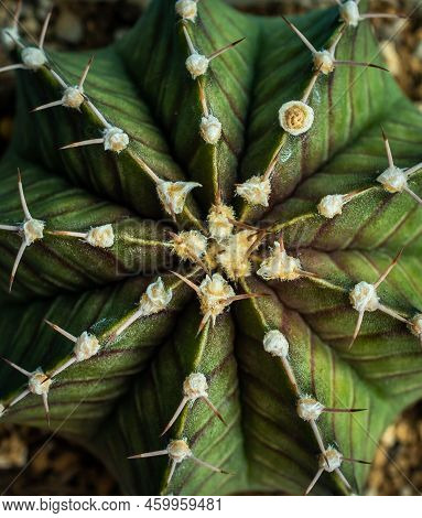 Top View With Beautiful Details Of Gymnocalycium Mihanovichii Cactus. Gymnocalycium Is A Popular Cac