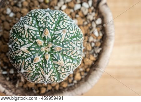 Top View Of Beautiful Details Of Astrophytum Asterias Cv. Superkabuto V Type Cactus. Is A Pretty Rar